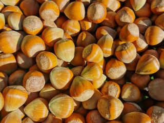 Venderé este año las avellanas catalanas de una plantación