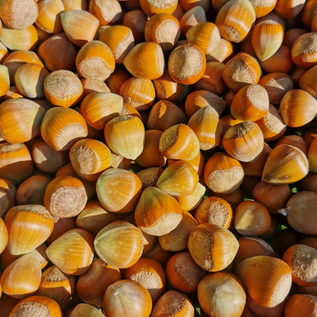Venderé este año las avellanas catalanas de una plantación familiar