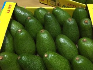 mejor precio aguacate contacto para más detalles