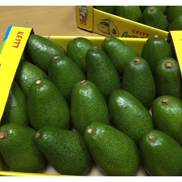 mejor precio aguacate contacto para más detalles