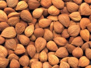 nueces de albaricoque a buen precio del proveedor