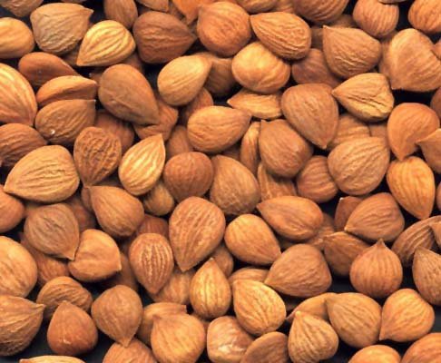 nueces de albaricoque a buen precio del proveedor
