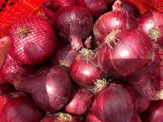cebolla al mejor precio en venta