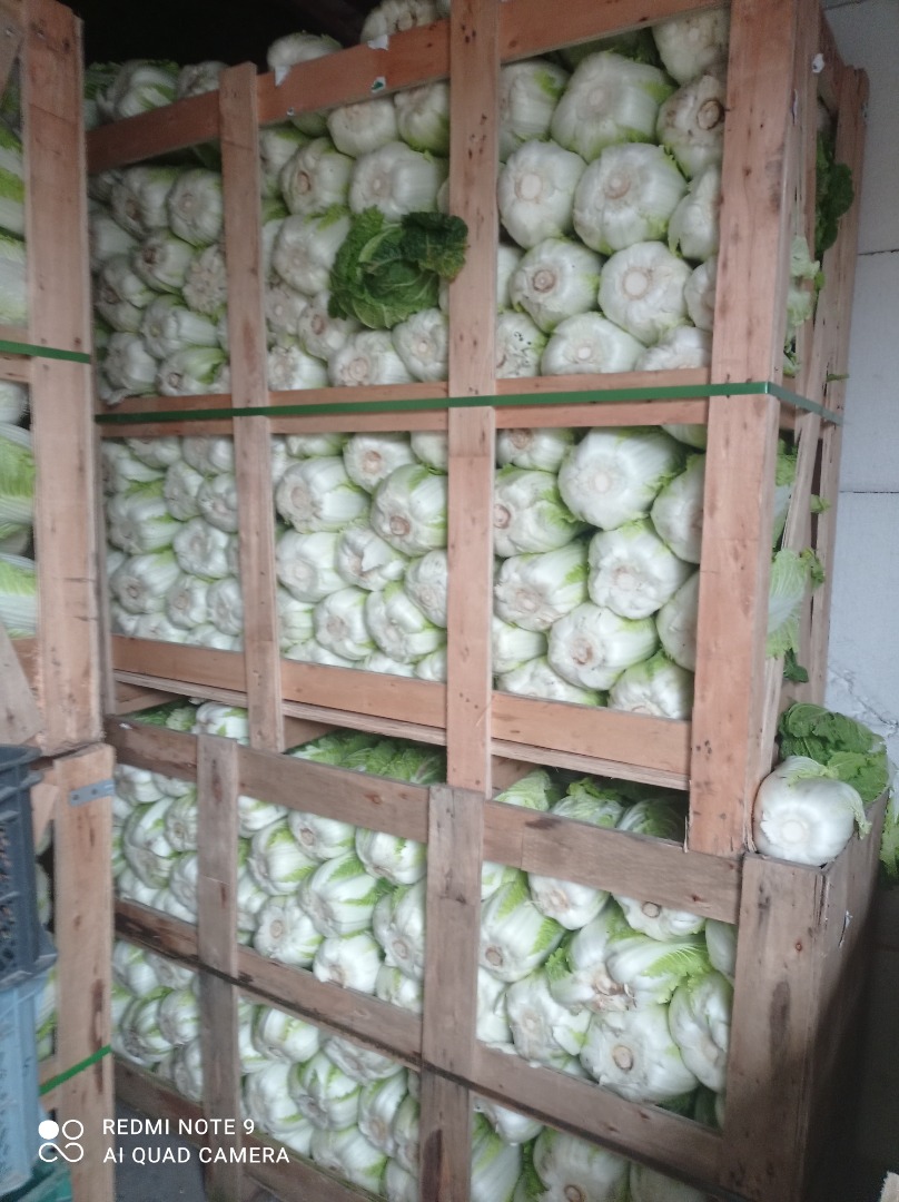 Hola, vendo col china, variedad Bilko, calibre 1 kg a 3 kg