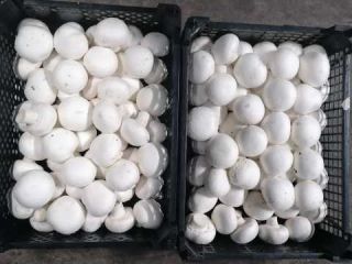 Venderé hongos blancos, precios negociables.