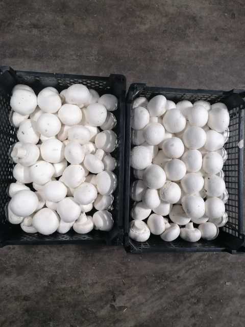 Venderé hongos blancos, precios negociables