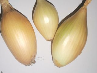 Venderé una cebolla envasada en 15 kg. Variedad Soplica.