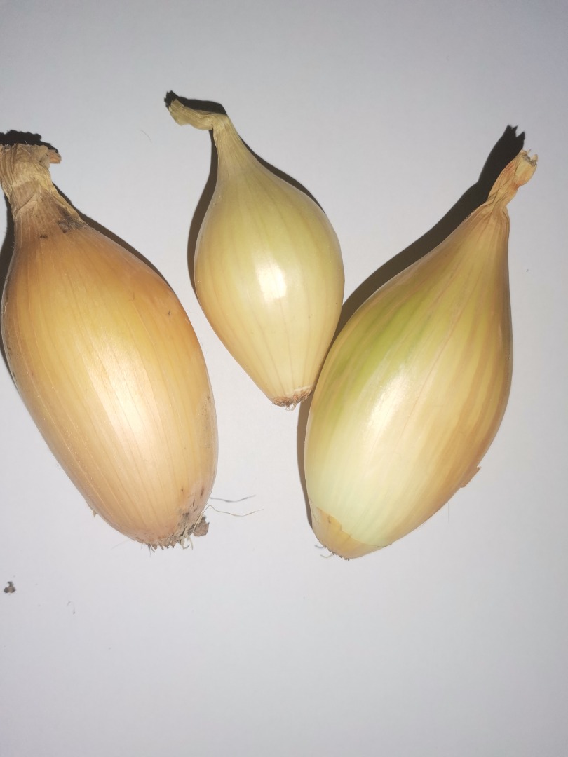 Venderé una cebolla envasada en 15 kg