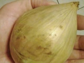 Venderé cebollas blancas, de sabor delicado, poco picante, perfecto