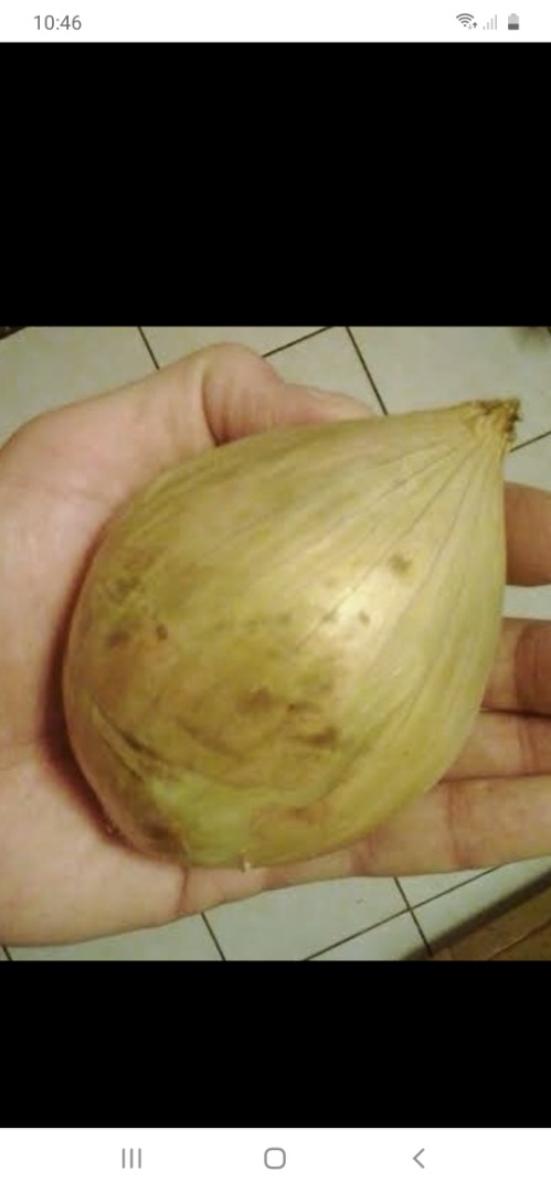 Venderé cebollas blancas, de sabor delicado, poco picante, perfecto para ensaladas, bocadillos, para el uso diario