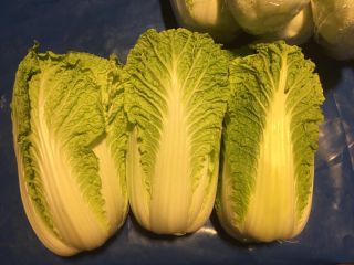 Venderé repollo chino, Calibre: 0,6 kg-1,2 kg, Variedad: Bilko