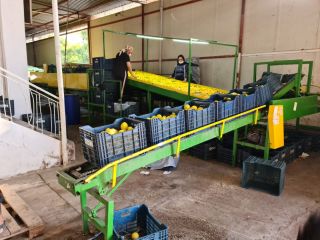 LIMÓN en venta, Kalibr 54-72, origen Turquía, variedad MAYER,