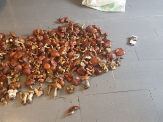 Venderé hongos secos, recolectados esta temporada, sin lombrices, tengo