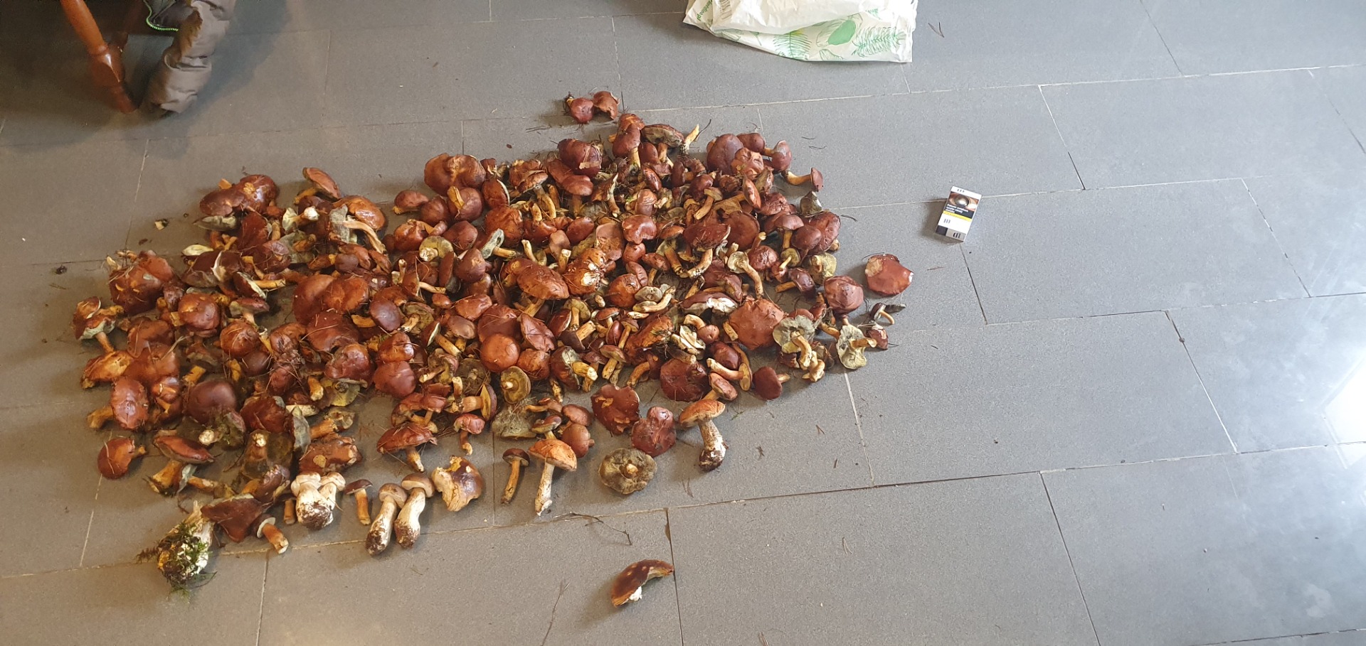 Venderé hongos secos, recolectados esta temporada, sin lombrices, tengo más de 10 kg y los venderé barato para que queden 2 lados