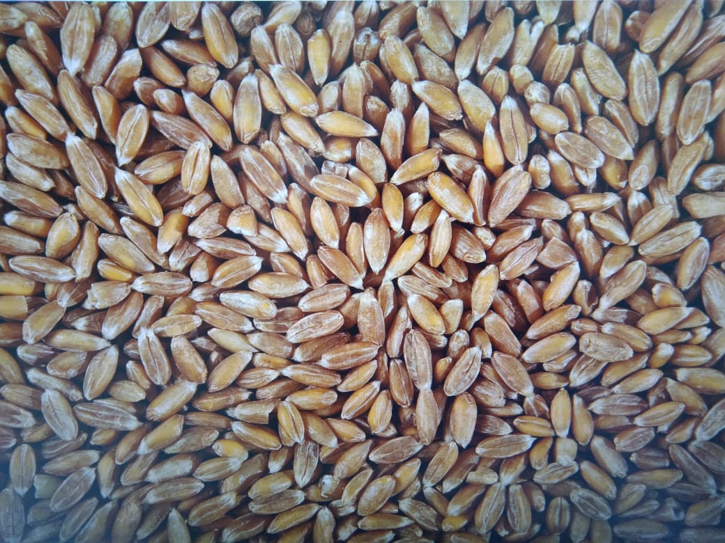 Vendemos cantidad de espelta-100t pureza -99, 8% de humedad- 14% Entrega a partir del 20 de noviembre Precio-970 Euro DAP La especificación de Hamburgo está