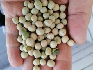 La empresa NODIA Sp. z o. o. vende guisantes.
