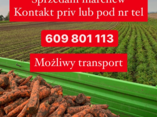Hola. Vendo grandes cantidades de zanahorias carotanas. Más información