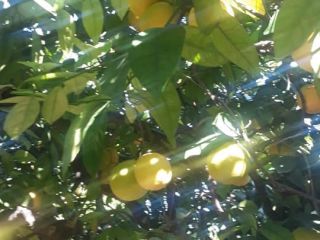 Naranja grado Washington, premium, entrega directamente desde el almacén.