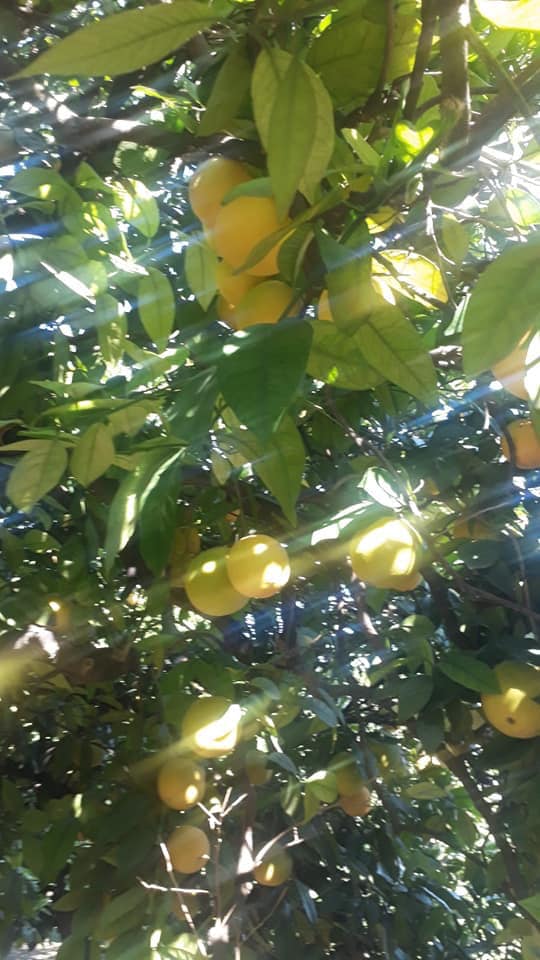 Naranja grado Washington, premium, entrega directamente desde el almacén