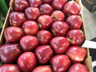Se iniciaron las ventas de diferentes variedades de manzanas