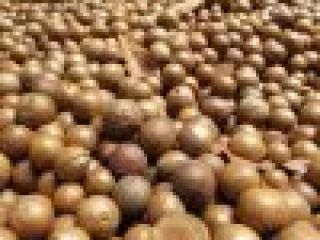 Nueces de macadamia Precio: $ 4000 por TM Materia