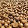 Nueces de macadamia Precio: $ 4000 por TM Materia extraña 0.5% (máx.) Negra y rota 5% (máx.) En el tamiz 12% (máx.) - Humedad: 10% se puede almacenar por 3