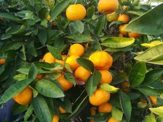 Mandarina Satsuma Premium. Entrega directamente desde el almacén. para