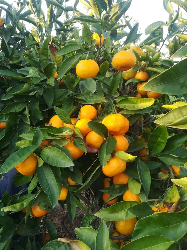 Mandarina Satsuma Premium