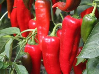 Venta de pimiento kapya de alta calidad, Venta de