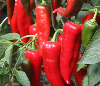 Venta de pimiento kapya de alta calidad, Venta de pimiento kapya de alta calidad en toneladas de Turquía Vendemos nuestros productos de acuerdo con todos los