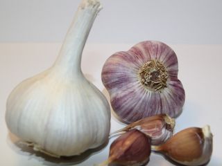 Ajo fresco de la variedad Lyubasha. ¡Cultivo alemán! Lyubasha