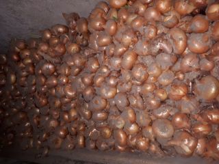 Cebollas secas a la venta.