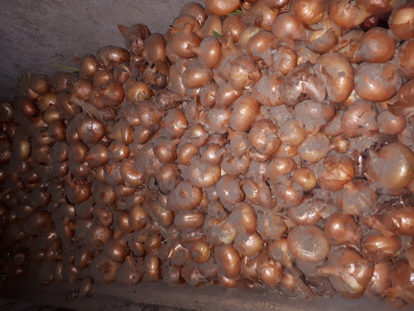 Cebollas secas a la venta