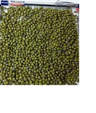 Vender frijol mungo clasificado y limpiado