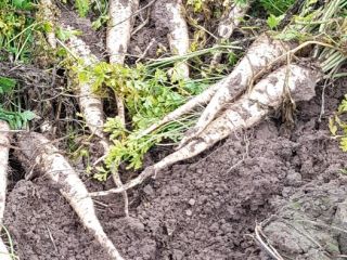 Venderé perejil, variedad Arat, directamente del campo o cavado