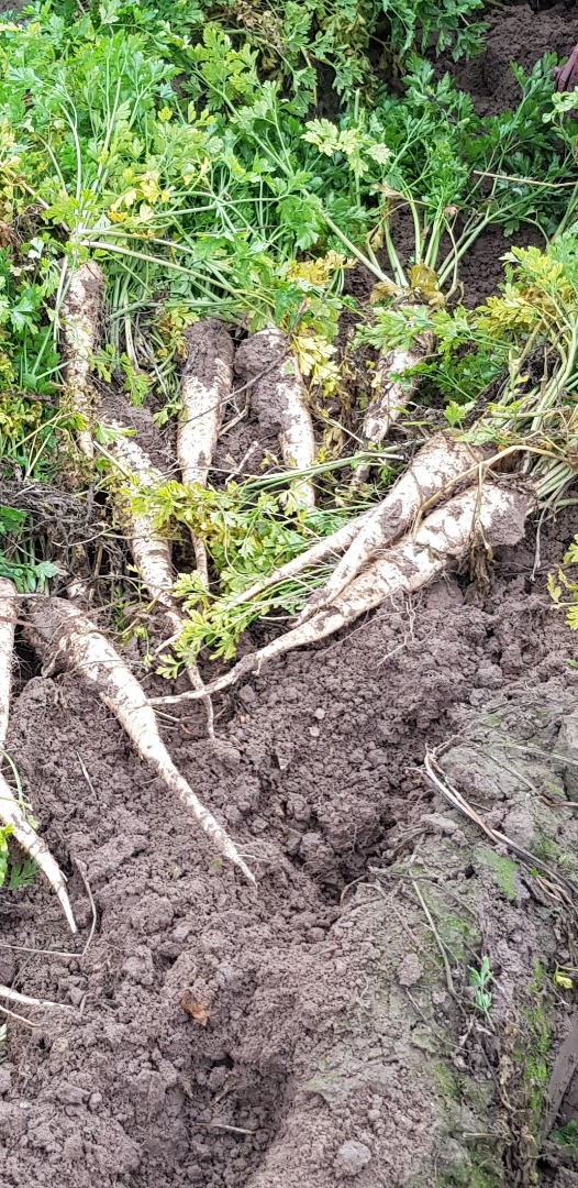 Venderé perejil, variedad Arat, directamente del campo o cavado por encargo