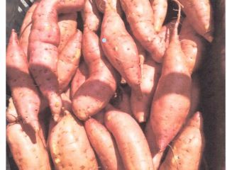 Ofrezco batatas egipcias. La más alta calidad. Todos los