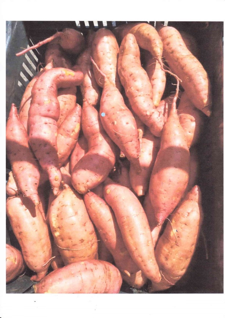 Ofrezco batatas egipcias
