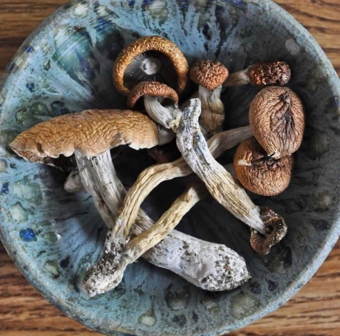 Setas mágicas de buena calidad disponibles Golden teacher Penis envy Albino etc Contacte Wickr .....