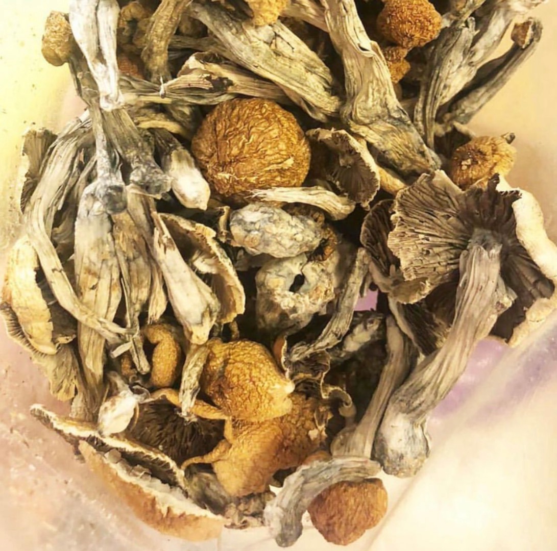 Setas mágicas disponibles Golden teacher Albino Penis envy Contacto en wickr ...