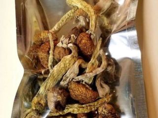 Setas mágicas disponibles Golden teacher Pene envidia Albino. Contacto