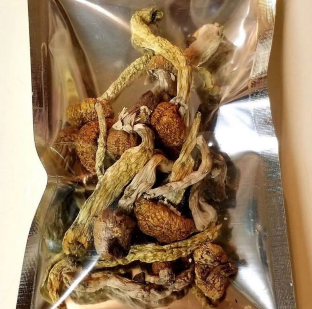 Setas mágicas disponibles Golden teacher Pene envidia Albino