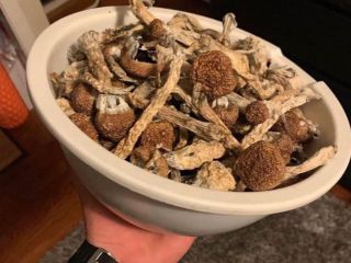 Setas mágicas disponibles Golden Teacher Albino Penis envy Wickr