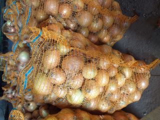 Venderé cebolla de más de 4,5 cm, saco de