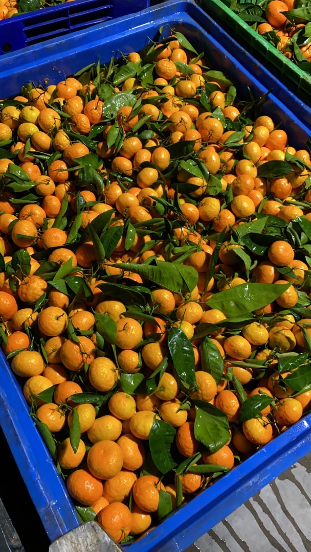 Mandarinas [Oronules, Primasol, Clemenules] grado 1, calibrado 2/3/4 Muy jugosas y dulces, perfectamente coloreadas, envasadas en cajas o para el cliente