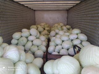 Venderé repollo blanco, variedad Agressor. Para más información, llame