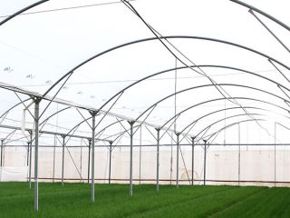 Cooperación agrícola en Zagre, Croacia con ensalada maché, rúcula