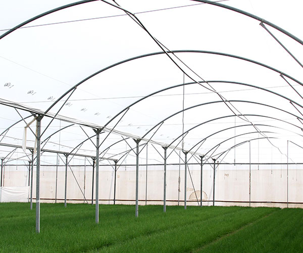 Cooperación agrícola en Zagre, Croacia con ensalada maché, rúcula en invierno y todo tipo de pimientos en verano