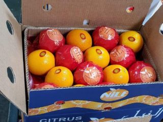 Naranjas navel frescas para la venta de Egipto Tenemos
