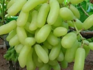 Somos un exportador líder de frutas y verduras frescas